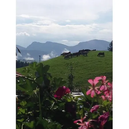 Apartament Pleasant In