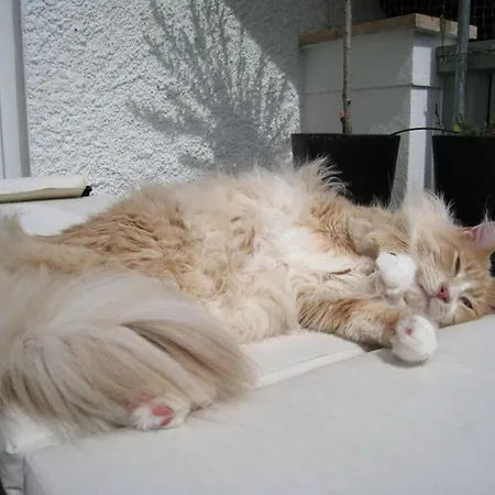 Pleasant In Apartament